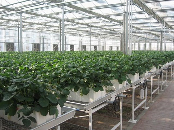 农业物联网技术使温室大棚种植变得精准高效