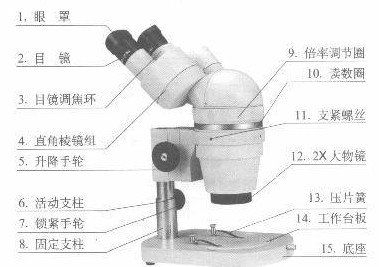 体视显微镜的结构